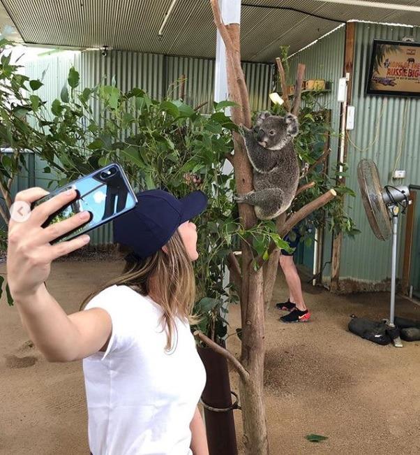 halep-koala